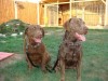 Chesapeake Bay Retriever
