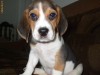vand pui beagle