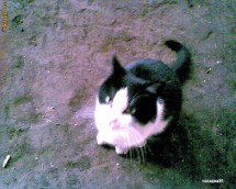 DONEZ PISICUTE foto