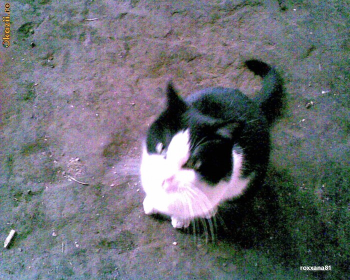 DONEZ PISICUTE foto mare