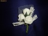 cocarde flori piept