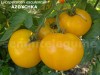 Seminte tomate galbene - AZOYCHKA - 50+ seminte/plic