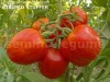 Seminte tomate goale - STRIPED STUFFER - 50+ seminte/plic