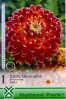 DALIA  AKITA decorativa   ( Gherghine )  Tuberculi Calitatea -I-a cu 6 ron bucata