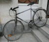 Cursiera OLANDEZA BATAVUS CHAMPION 56 cm/22